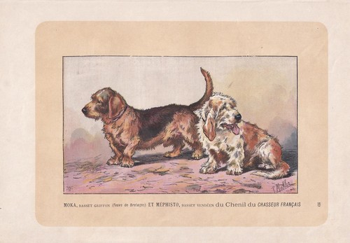 Stampa cane 1896 basset - 1896,