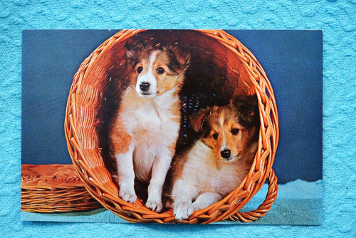 Cuccioli cane pastore - cane,