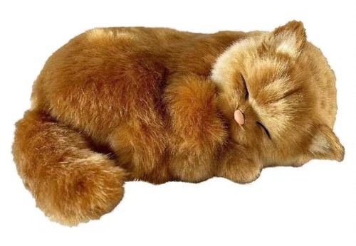 Gatto angora cucciolo che - angora-,