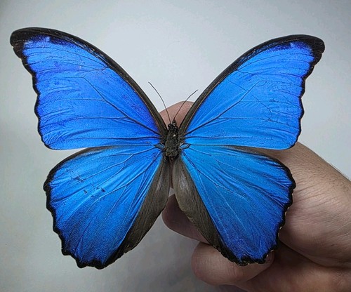 Morpho didius set - morpho,