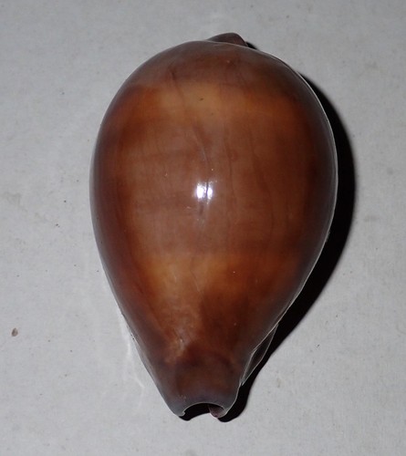 Grande cypraea onyx - 44,