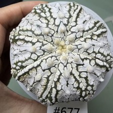 Prezzo di vendita flash Cacti