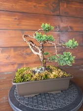 Bonsai di ginepro. Visita il