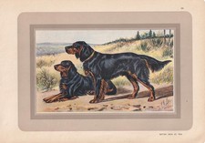 Stampa GORDON SETTER DOG 1931