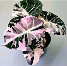 Alocasia Rizoma Variegata Nero Velluto Rosa M71