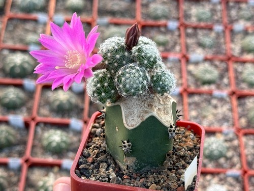 Mammillaria saboae 935 - saboae, sb