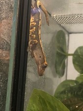 geco Ciliatus Abituatia