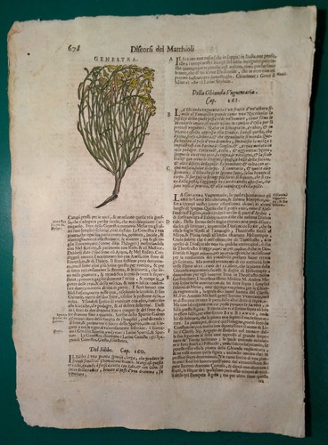 Stampa antica erbario mattioli - erbario,