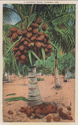Palme cocco - "palme, reali