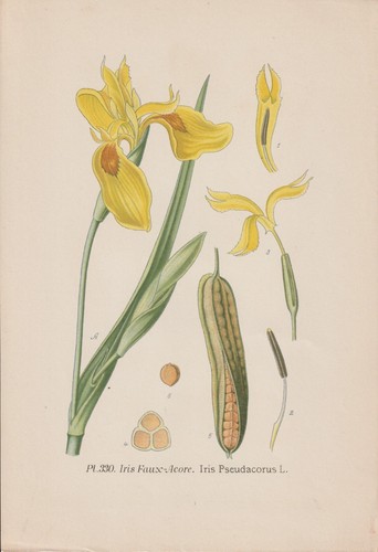 Sumpf schwertlilie iris - sumpf-schwertlilie, (iris