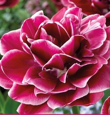 bulbi di tulipani a fiore doppio, tulipani  Dream Touch