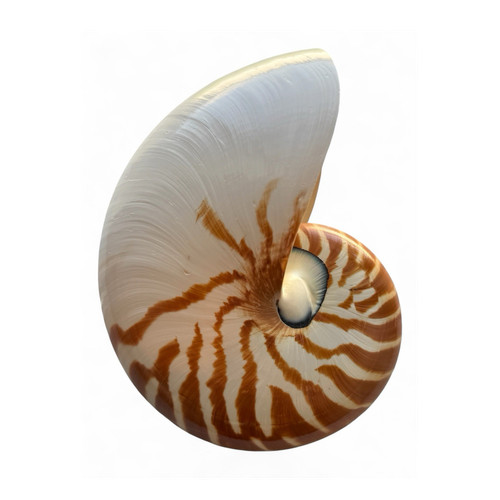 Striscia tigre conchiglia - striscia, di