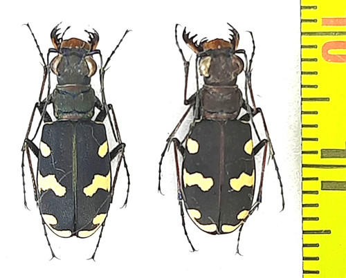 Carabidae cicindela - carabidae,,