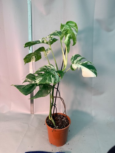 Monstera deliciosa albo - monstera,