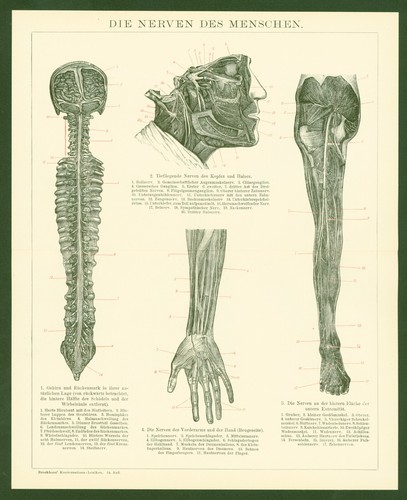 Stampa anno 1896 - , medicina