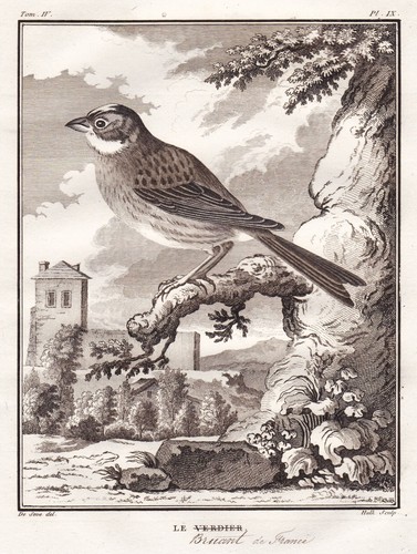 Ammer bruant bunting vogel - ammer,