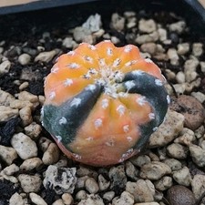 Discocactus horstii Nishiki Variegata "ORANGE" POT 6 CM On its own root Rare!!