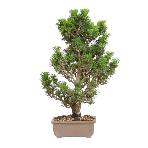 Kentis bonsai pinus - -,