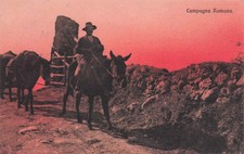 29-146) CARTOLINA CAMPAGNA
