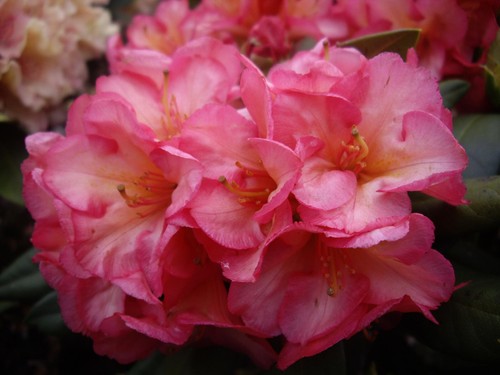 Ibrido rododendro fiore - a,