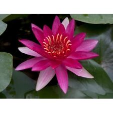 Pianta rizoma nymphea rustica rossa Ninfea Escarboucle  acquatica