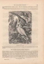 Papageien Kakadu Cacatua Pappagalli Psittacines Cacatuidae Incisione su Legno Di