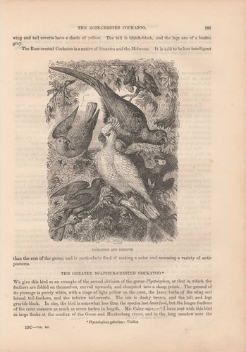 Papageien kakadu cacatua - papageien,