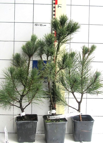 Offerta speciale pezzi pinus - 3,