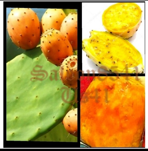 Pale fico india - pale-fico, d'india-