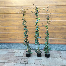15 piante di Rincospermum Falso gelsomino 140/160 cm