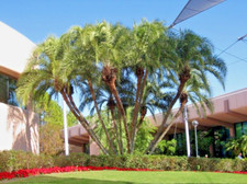 Phoenix reclinata - Palma da