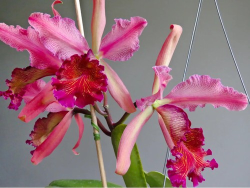 Cattleya dowiana var pianta - cattleya, var.