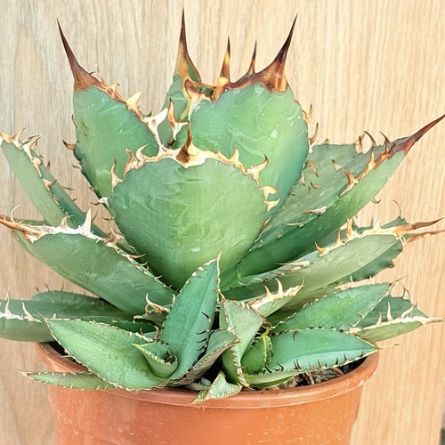 Agave titanota pot 15 - , cm
