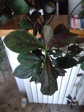 Euphorbia Synadenium Grantii, Rubra cactus, Piante Grasse, Cuts of plants