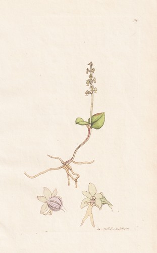 Ophrys cordata incisione - ophrys,