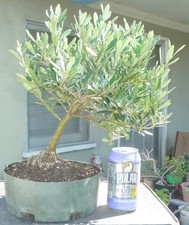 Olea Europaea Olive Pre Bonsai