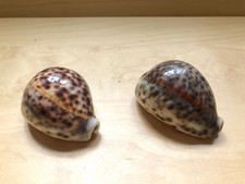 Conchiglie ciprea lavorate (coppia)