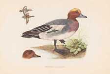 Pfeifente Anas Penelope Stampa