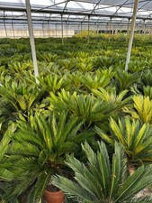 Cicas Revoluta Grande (vaso da