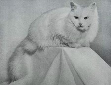 Cat study "Persian Princess"