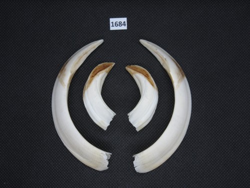 Wild boar tusks - , 1684)