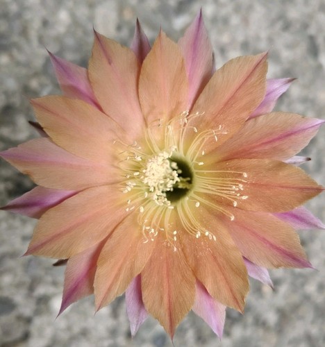 Cactus echinopsis al22 - cactus, al22-ex-v07