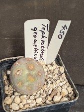 Tephrocactus geometricus, vaso