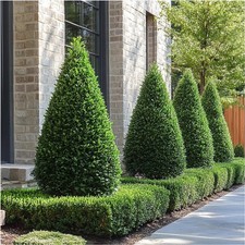 Bosso comune "Buxus sempervirens" pianta a cono o piramide in vaso ø40cm h 120cm