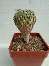 Pelecyphora aseliformis oltre 3 cm we Ariocarpus cactus turbinicarpus