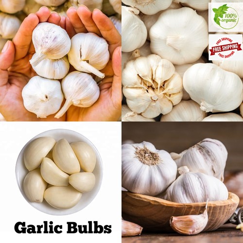 Semi bulbi aglio - di,