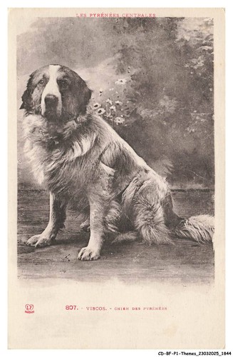 Bfp1 0923 cane visco - cd-bfp1-0923-cane,