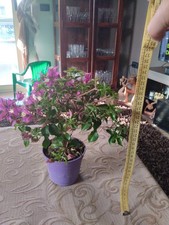 BONSAI BOUGAINVILLEA 33x15x10