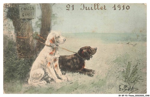 Bfp2 1060 cane - -, caccia