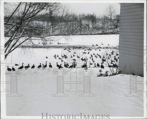 1961 stampa foto oche - le,